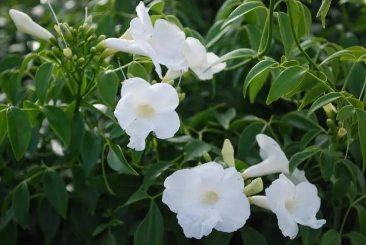 Assorted Pack of Outdoor Climbing Plants