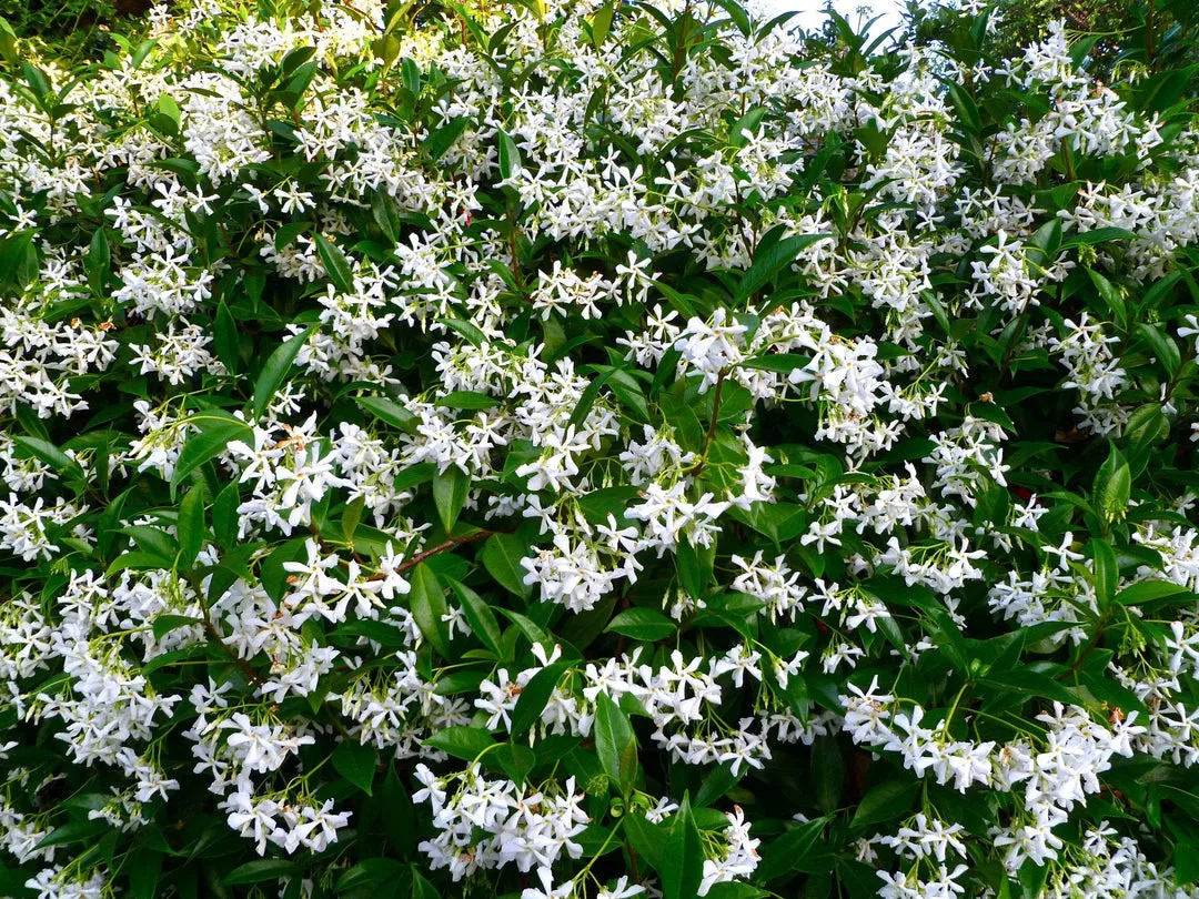 Assorted Pack of Outdoor Climbing Plants